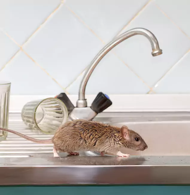 Why Burke, VA Trusts Burke Pest Control Pro for Humane Rodent Control?