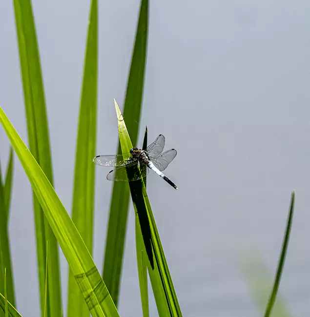 Why Burke Families Trust Burke Pest Control Pro for Mosquito Prevention?