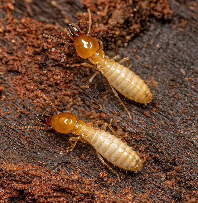 Why Choose Burke Pest Control Pro for Termite Treatment Without Tenting in Burke, VA?