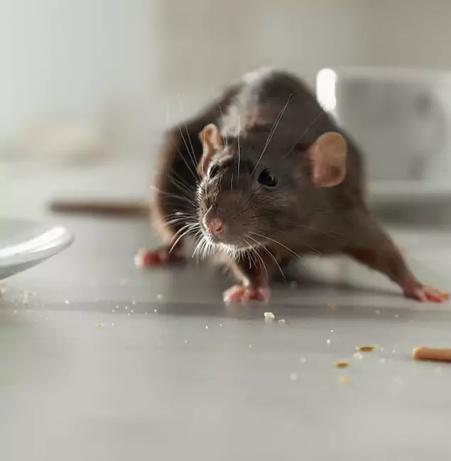 Why Choose Burke Pest Control Pro for Rodent Control in Burke, VA?