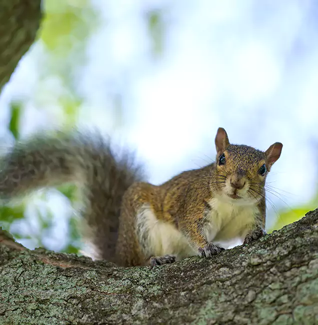 Why Burke, VA Relies on Burke Pest Control Pro for Squirrel Pest Control?