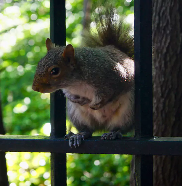Why Burke, VA Chooses Burke Pest Control Pro for Squirrel Removal?