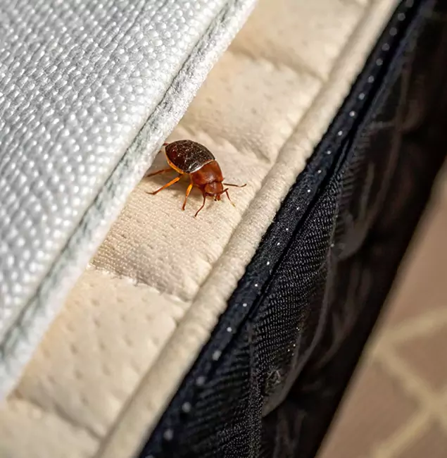 Why Burke Homeowners Trust Burke Pest Control Pro for Tick Treatment?