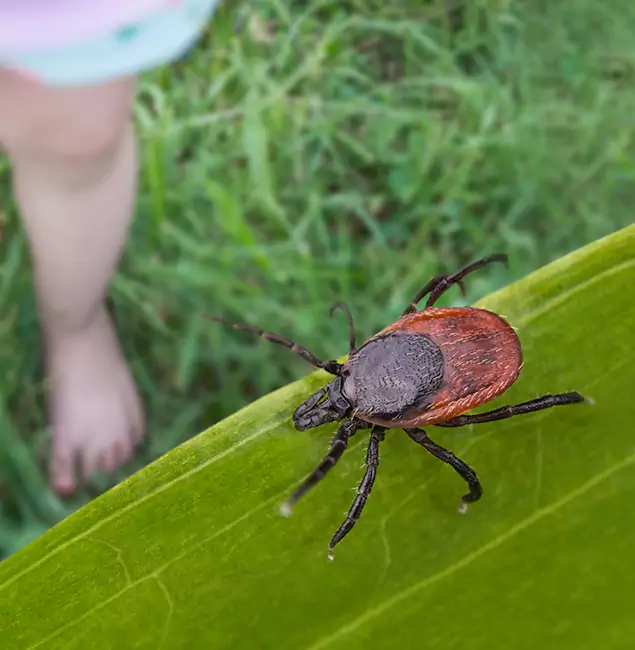 Why Burke Homeowners Choose Burke Pest Control Pro for Tick Extermination?