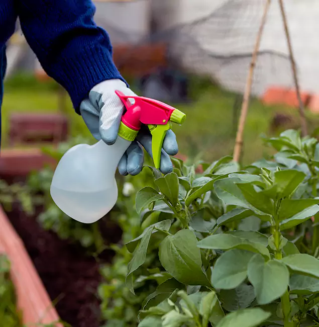 Why Burke Relies on Burke Pest Control Pro for Wasp Control Services?