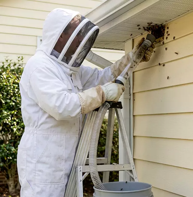 Why Burke Trusts Burke Pest Control Pro for Wasp Control?
