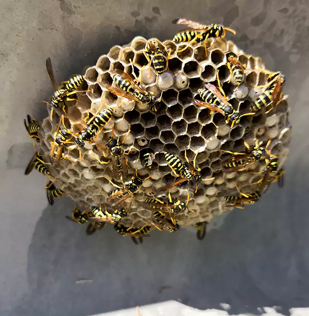 Why Burke Chooses Burke Pest Control Pro for Wasp Control Services?