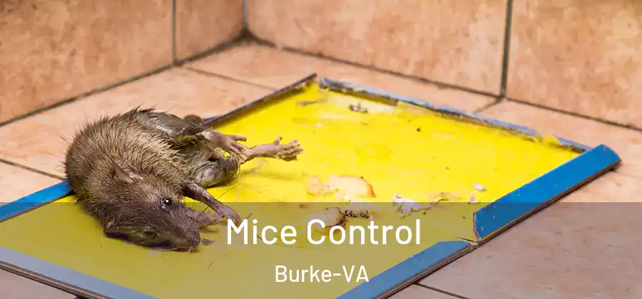 Mice Control Burke-VA