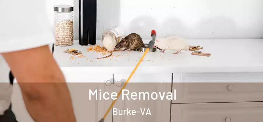Mice Removal Burke-VA