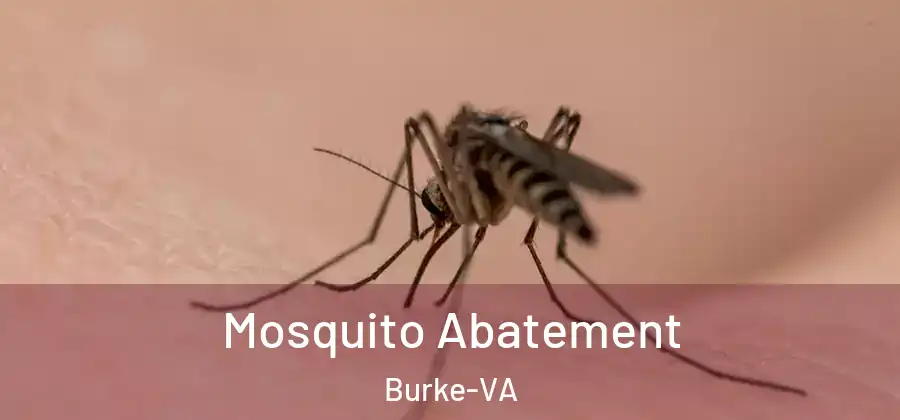 Mosquito Abatement Burke-VA