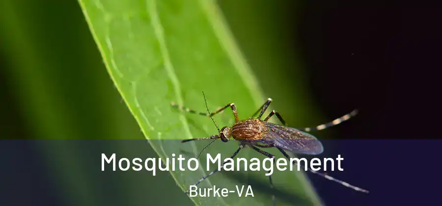Mosquito Management Burke-VA