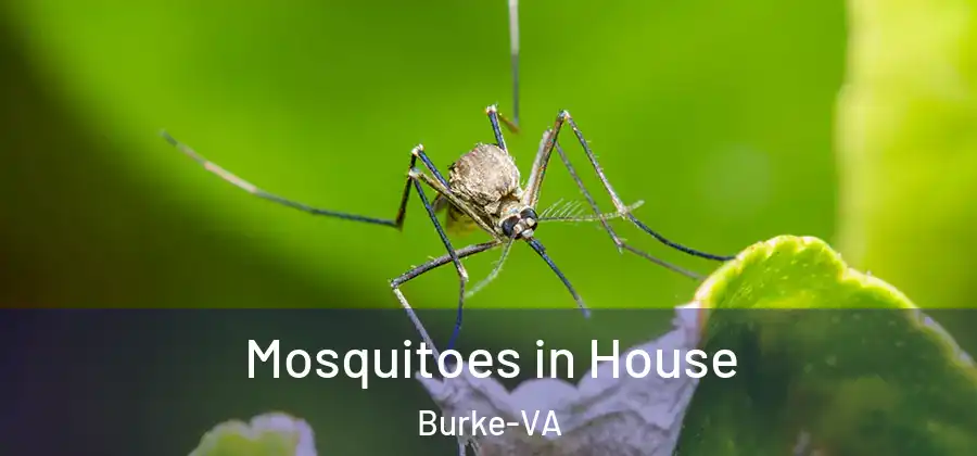 Mosquitoes in House Burke-VA