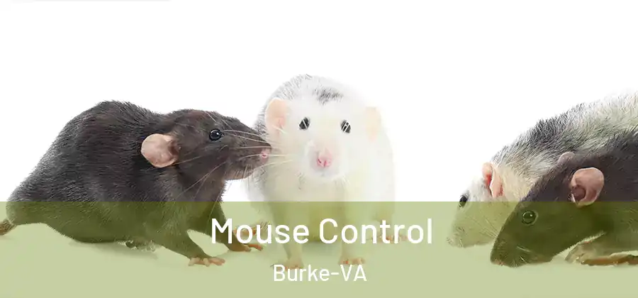 Mouse Control Burke-VA