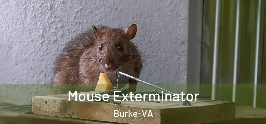 Mouse Exterminator Burke-VA