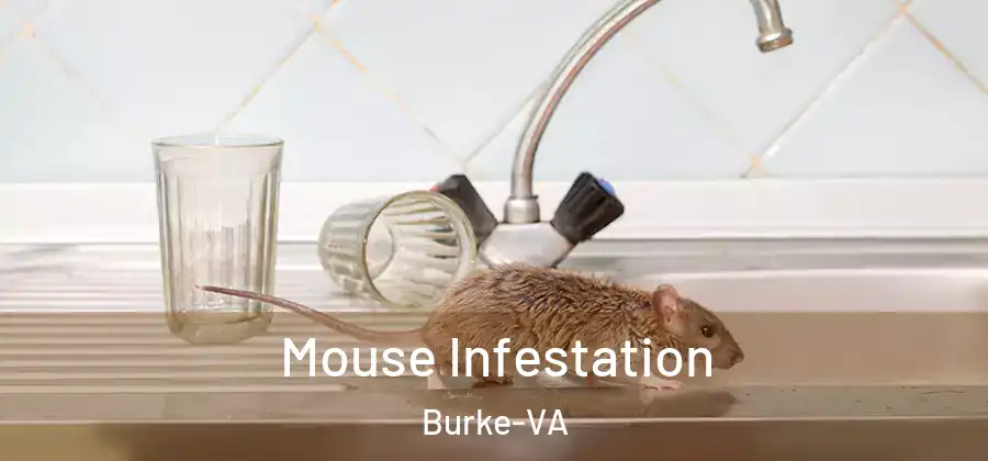 Mouse Infestation Burke-VA