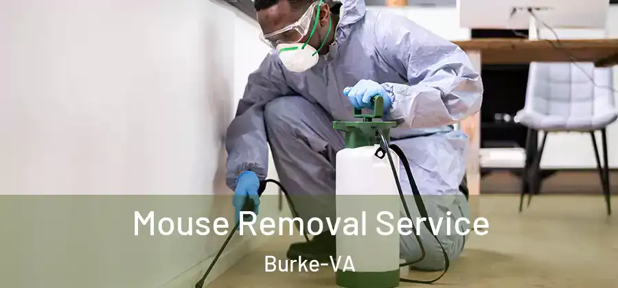 Mouse Removal Service Burke-VA