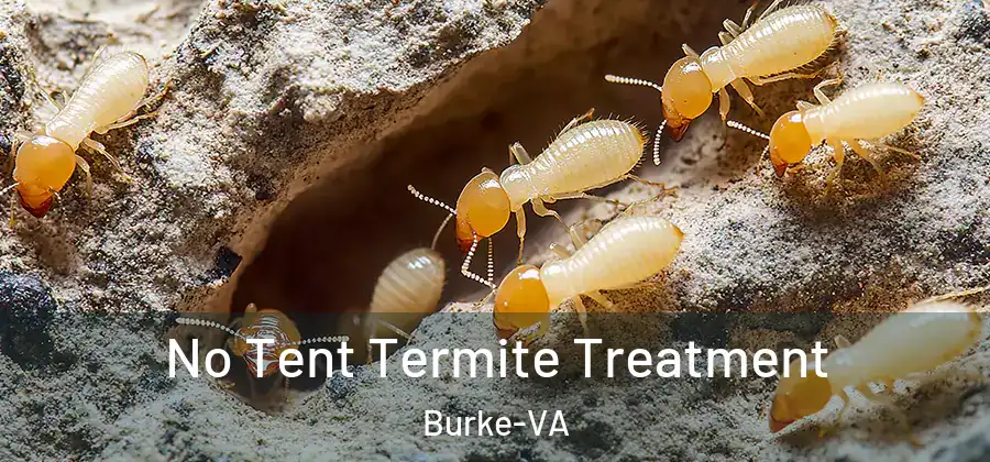 No Tent Termite Treatment Burke-VA