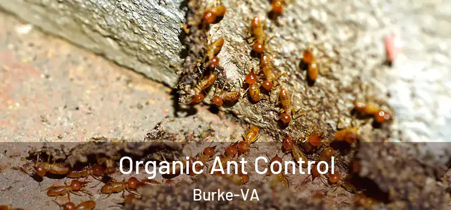 Organic Ant Control Burke-VA