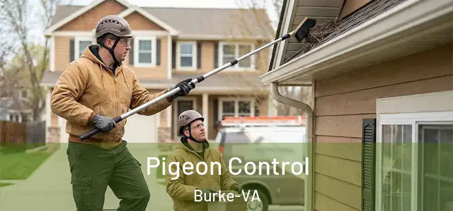 Pigeon Control Burke-VA