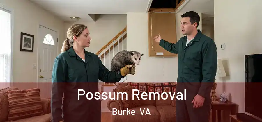 Possum Removal Burke-VA