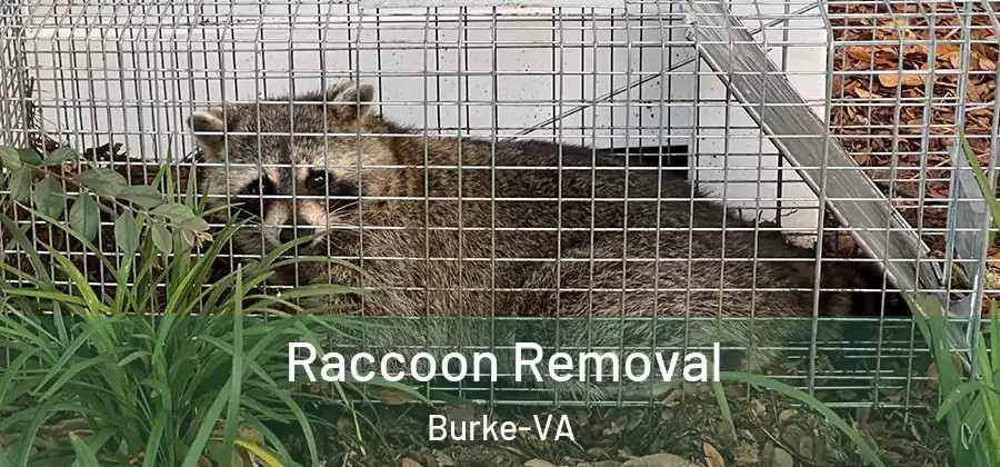 Raccoon Removal Burke-VA
