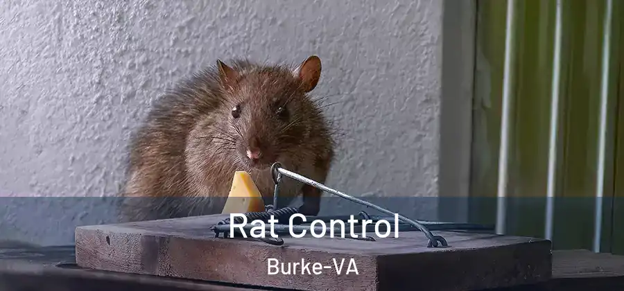 Rat Control Burke-VA