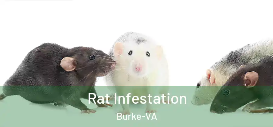 Rat Infestation Burke-VA