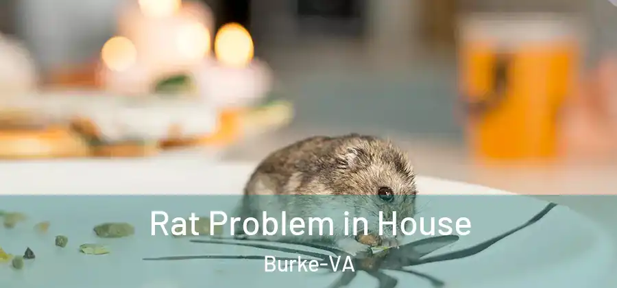 Rat Problem in House Burke-VA