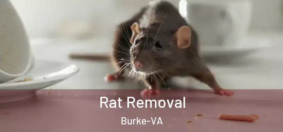Rat Removal Burke-VA
