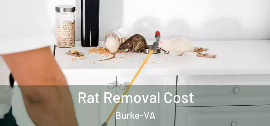 Rat Removal Cost Burke-VA