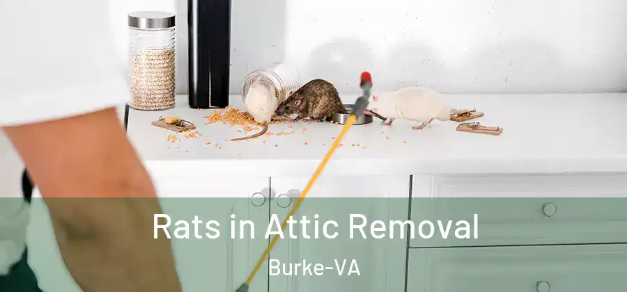 Rats in Attic Removal Burke-VA