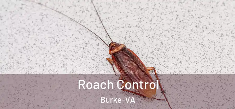 Roach Control Burke-VA