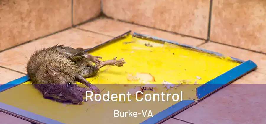 Rodent Control Burke-VA