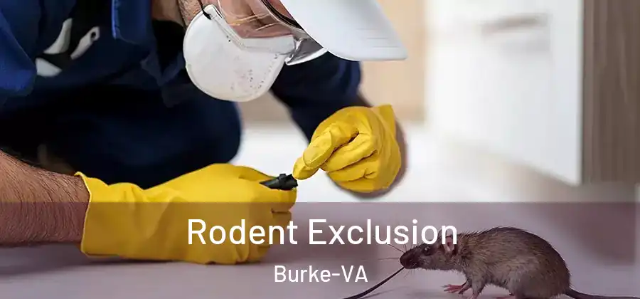 Rodent Exclusion Burke-VA