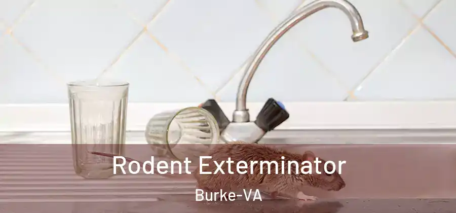 Rodent Exterminator Burke-VA
