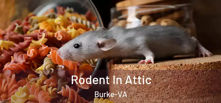 Rodent In Attic Burke-VA