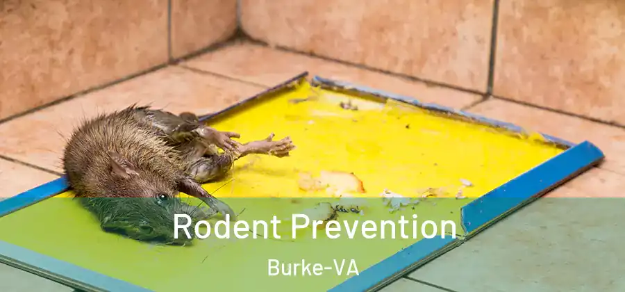 Rodent Prevention Burke-VA