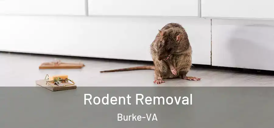 Rodent Removal Burke-VA