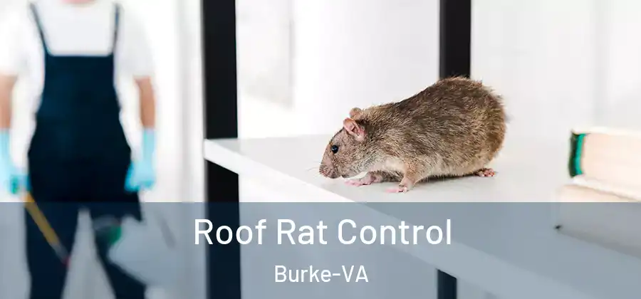 Roof Rat Control Burke-VA