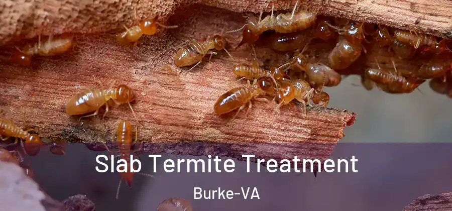 Slab Termite Treatment Burke-VA