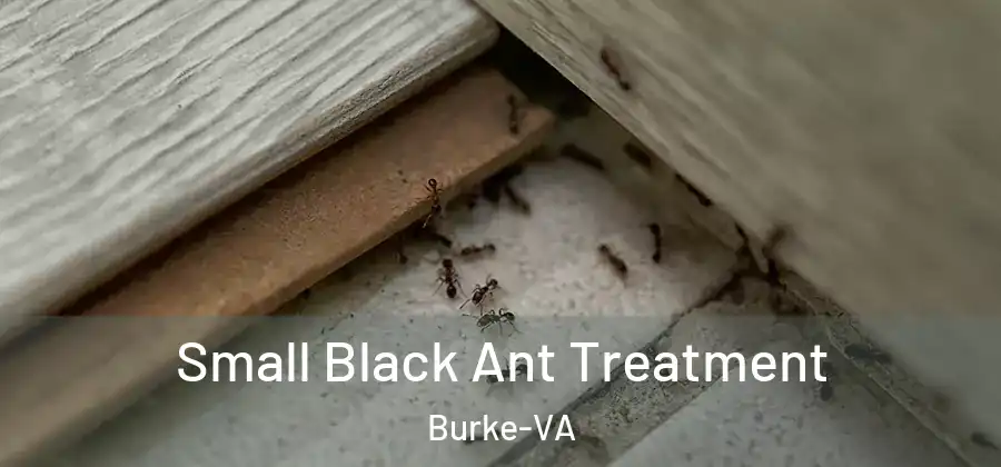 Small Black Ant Treatment Burke-VA
