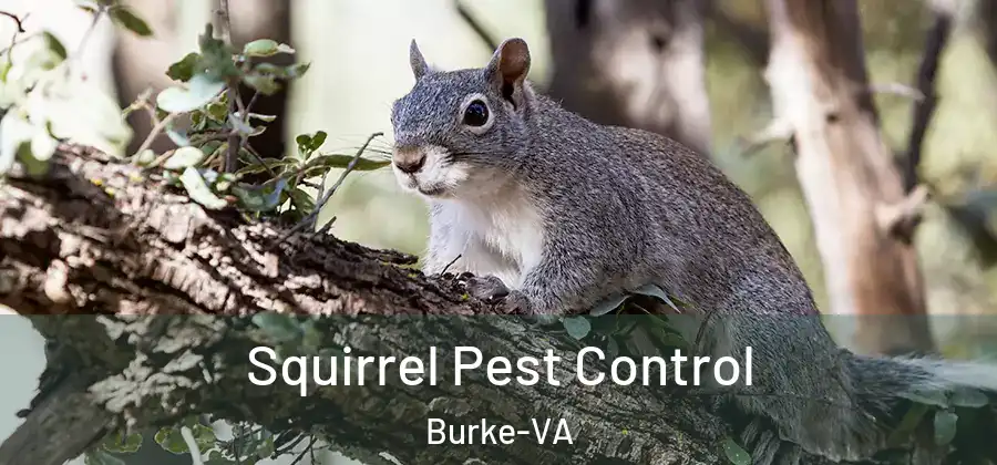 Squirrel Pest Control Burke-VA