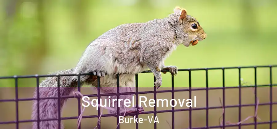 Squirrel Removal Burke-VA