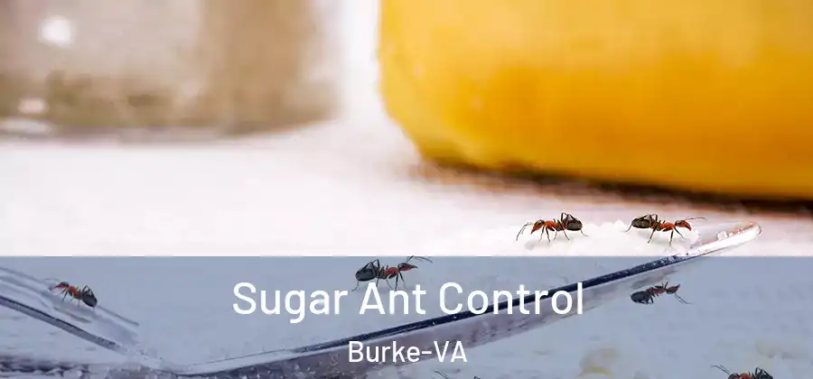 Sugar Ant Control Burke-VA
