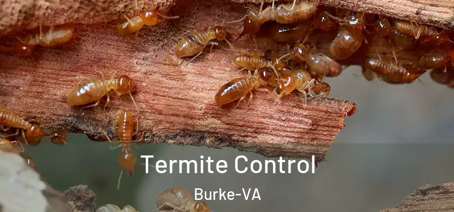 Termite Control Burke-VA