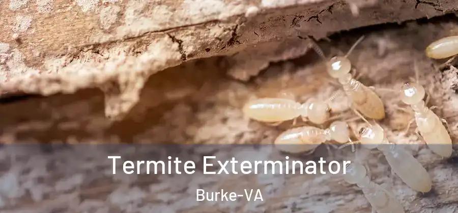 Termite Exterminator Burke-VA