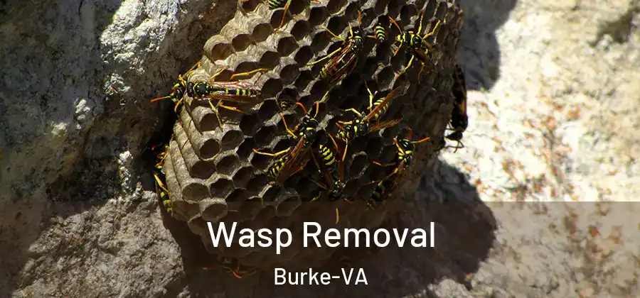 Wasp Removal Burke-VA