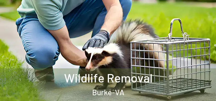 Wildlife Removal Burke-VA