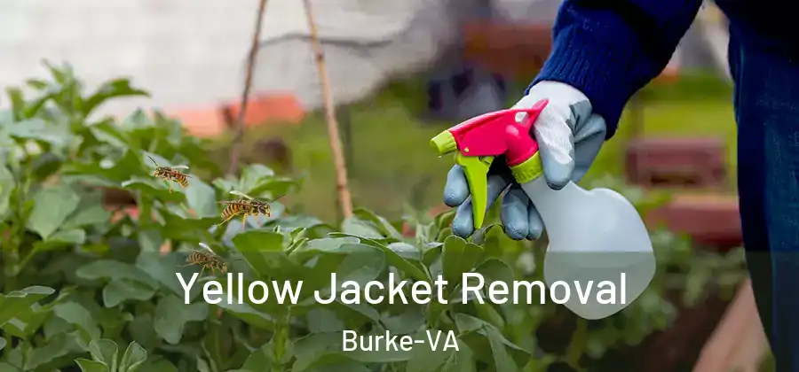 Yellow Jacket Removal Burke-VA